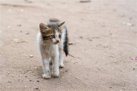 7 Tasty Treats to Feed a Stray Cat - wigglywisdom.com