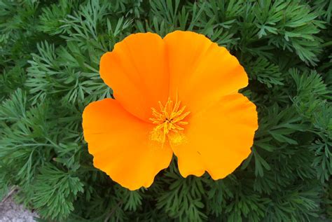 California State Flower California Poppy | Green Groundswell