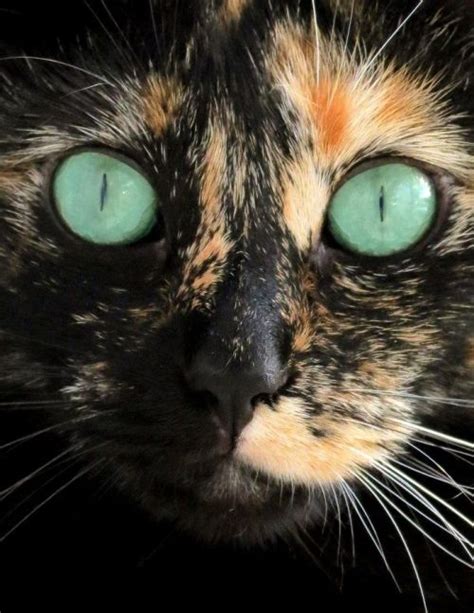 calico cats on Tumblr