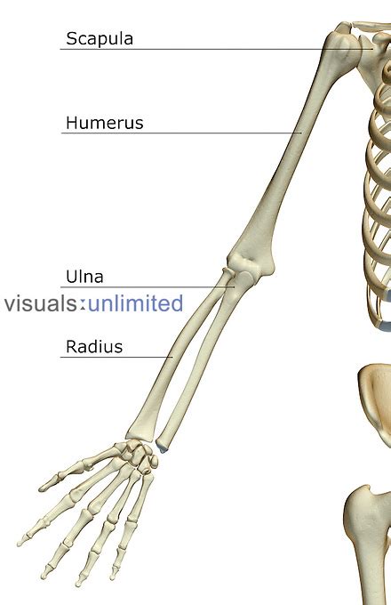 The bones of the upper limb | Visuals Unlimited