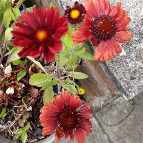 Gaillardia x grandiflora 'Burgunder' syn. Gaillardia 'Burgunder ...