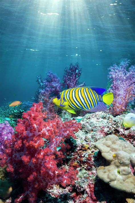 Angelfish And Soft Corals On A Reef Photograph by Georgette Douwma/science Photo Library - Fine ...