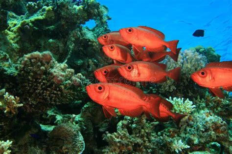 School of Tropical Fish stock photo. Image of coral, dahab - 17755534