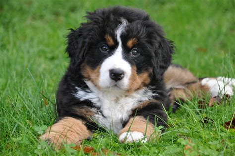 Bernese Mountain Dog: The Gentle Giant of the Swiss Alps - All Big Dog ...