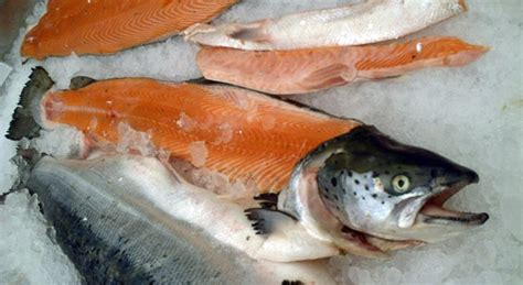 Genetically engineered AquaBounty salmon ready for US market, but caught in Congressional ...