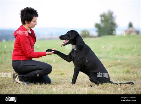 Labrador Retriever (Canis lupus f. familiaris), training with mistress ...