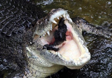 Crocodile Named John Attacks Zookeeper in Front of Terrified Visitors