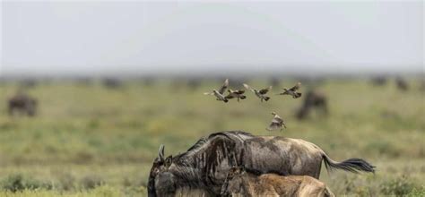 Ndutu Calving Season | Serengeti Wildebeests Migrations