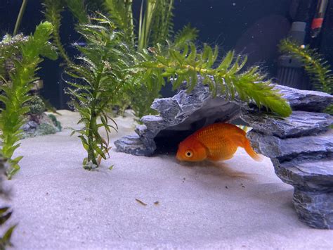 I love it when my fishes make use of the tank decorations I get them. : r/Goldfish