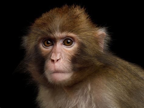 Neuralink Monkey Plays MindPong Telepathically :: NABR.ORG