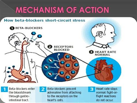 Pin by Jim Conner on Beta Blockers | Beta blockers, Pharmacology, Intestinal tract