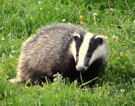 15 facts about Badgers | Pictures | Pics | Express.co.uk