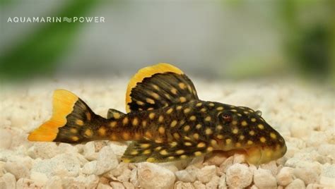 Common Pleco Ultimate Care Guide: Diet, Size, Tankmates & All | 2024