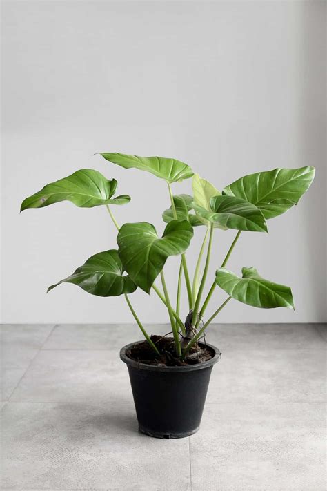 Philodendron Giganteum - Tierra Plants