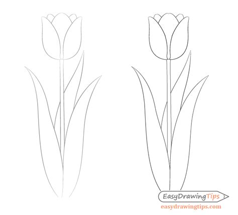 Easy Tulip Drawing Step by Step - EasyDrawingTips