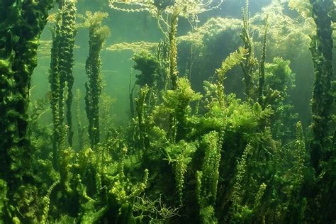 Underwater shot of aquatic plants in an oxbow lake of #28369651