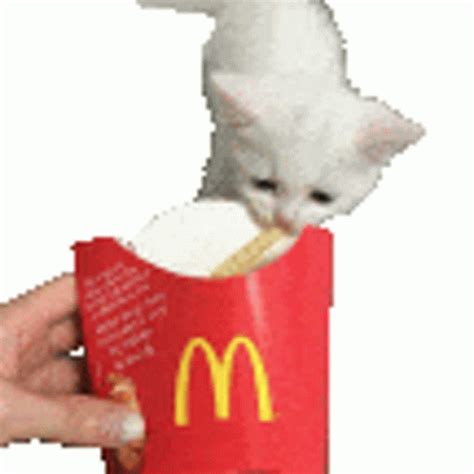 Frycat French Fry Sticker - Frycat Cat Fry - Discover & Share GIFs