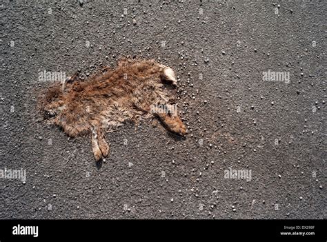 Roadkill rabbit / Flattened rabbit Stock Photo, Royalty Free Image: 67663443 - Alamy