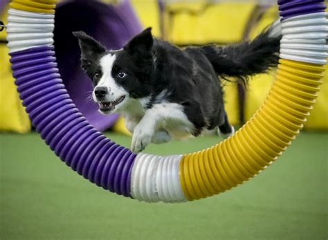 In the Pink: Border collie wins Westminster agility contest