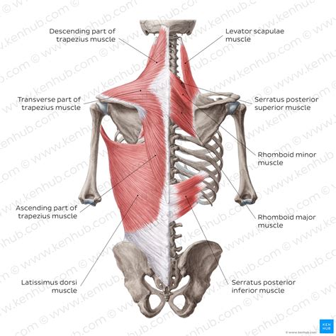 Muscles of the trunk: Anatomy, diagram, pictures | Kenhub