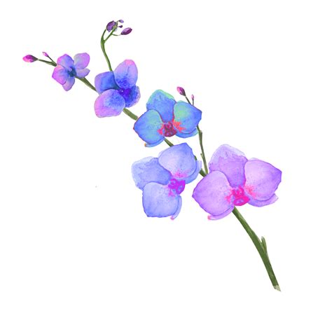 Blue Orchid Plant Png