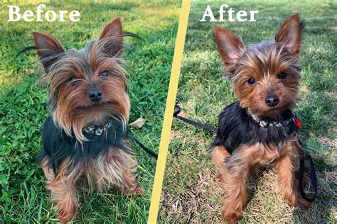 Yorkie Puppy Cut: Tips & DIY Instructions | The Dog Tale