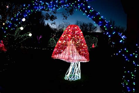 Winter Lights | The North Carolina Arboretum