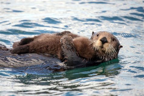 Researchers believe sea otters may be key to saving coastlines from growing threat: 'This could ...