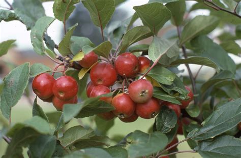 Malus Cultivars G-I - Trees and Shrubs Online