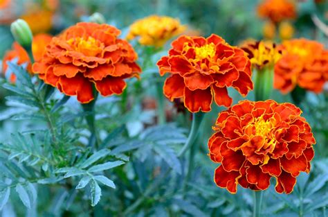 Outdoor & Gardening Home & Living Seeds & Seed Bombs Marigold mindtek.it