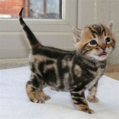 This Bengal kitten has a unique and striking fur pattern | Bengal ...