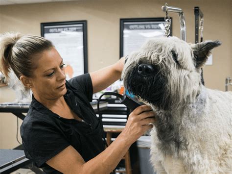 How Often Should I Get My Dog Groomed? - Petropolis