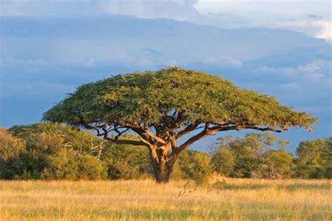 Acacia | tree | Britannica.com