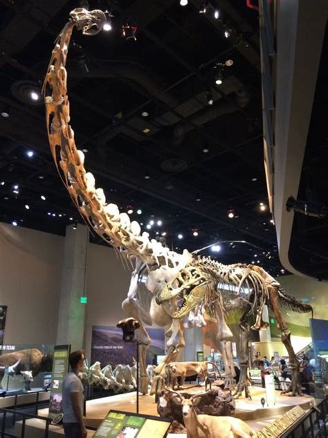 Alamosaurus at the Perot Museum | Nature museum, Museum, Prehistoric animals