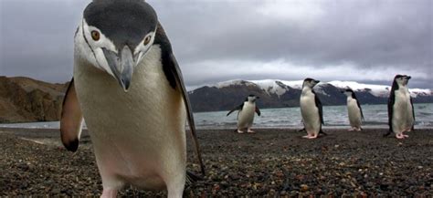 Penguins do not Live at the North Pole | ANIMAL VOGUE