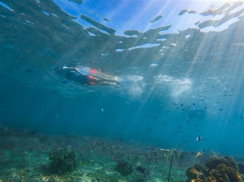 Coral Conservation Activities — Dulcinea Charters Fiji