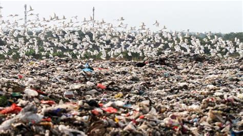 Kawanan Burung Kuntul Mencari Makan di TPA Sampah Jabon Sidoarjo