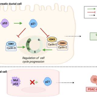 TP53 gene mutation contributes to loss of cell cycle regulation and... | Download Scientific Diagram