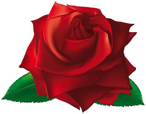 Single Red Rose Png Image Single Realistic Watercolor - vrogue.co
