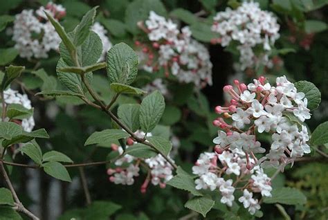 Viburnum carlesii | Viburnum, Fragrant plant, Shrubs