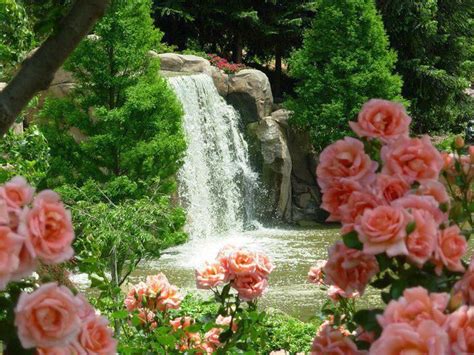 Rose Waterfall | Water Garden's | Pinterest