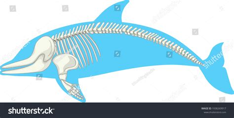 Dolphin Skeleton Royalty-Free Images, Stock Photos & Pictures | Shutterstock