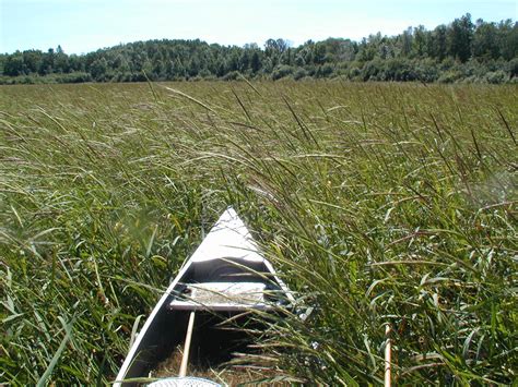 Harvesting Wild Rice | Curb 2014 | Minnesota wild rice, Canoe, Minnesota