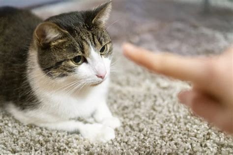 10 Tips on How to Train a Cat | Veterinary Healthcare Associates