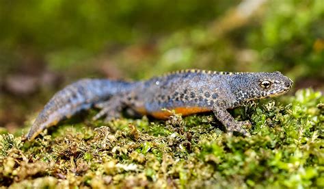 Alpine Newt Amphibians Nature Newt Animal-20 Inch By 30 Inch Laminated ...