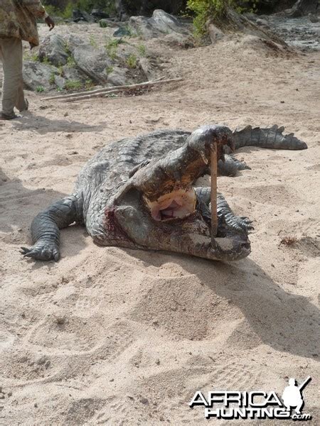 Crocodile hunting in Tanzania - My Photo Gallery