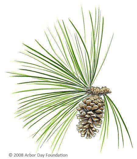 Tree Tattoo - Longleaf pine cone and needles - TattooViral.com | Your ...