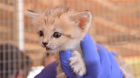 Sand cat kittens born in Living Desert Zoo and Gardens in Palm Desert