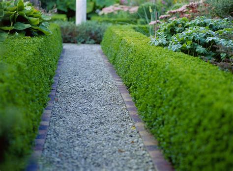 The Best Shrubs for Making Hedges