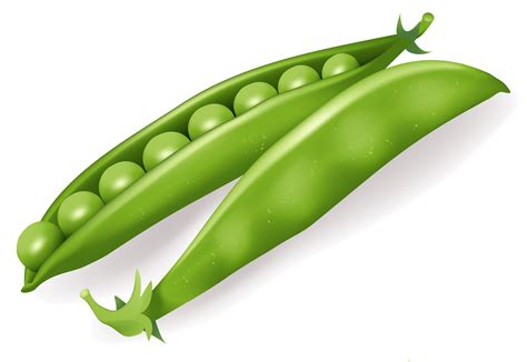 Peas clipart legume, Peas legume Transparent FREE for download on WebStockReview 2024